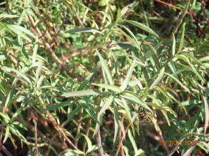 plantes_invasives2