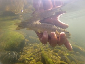 DCIM105GOPRO