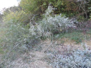 Type de récifs : buses avec branches de saules