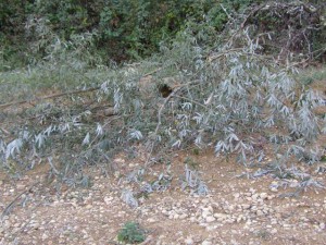 Type de récifs : buses avec branches de saules.